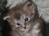Chaton mâle Maine Coon LOOF à vendre