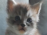 Chaton mâle Maine Coon LOOF à vendre