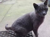 Chatte grise disponible à l'adoption