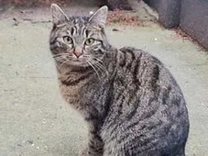 Chat tigré prêt pour l’adoption