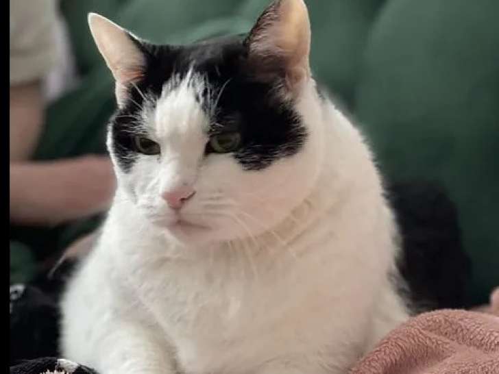 Chat âgé de 14 ans à accueillir