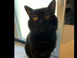 Chat au pelage noir en quête d'une famille