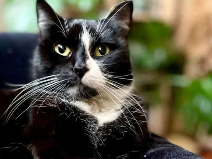 Disponible à l'adoption, chatte noire et blanche
