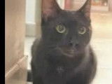 À adopter, chatonne noire