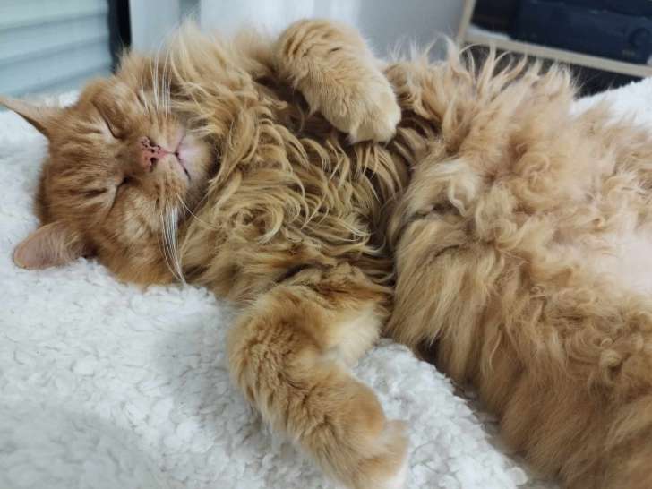 Pavarotti