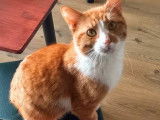 À adopter : chat roux et blanc