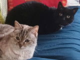 Disponible à l'adoption : chatte Siamois de 13 ans