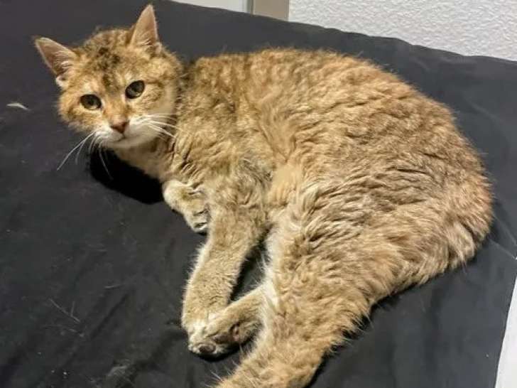 Prête pour l'adoption : chatte adulte