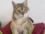 Prête pour l'adoption : chatte adulte