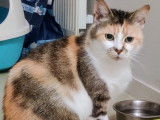 À accueillir : chatte tricolore