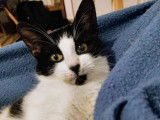 En quête d’une famille : chaton femelle blanc avec marque noire