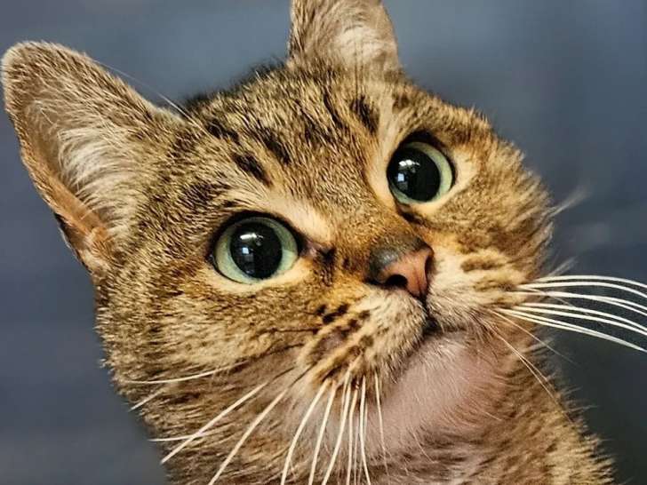 En quête d'un foyer : chatte de 5 ans