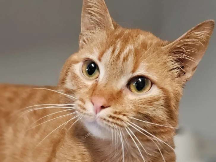 Chat d'un an à adopter