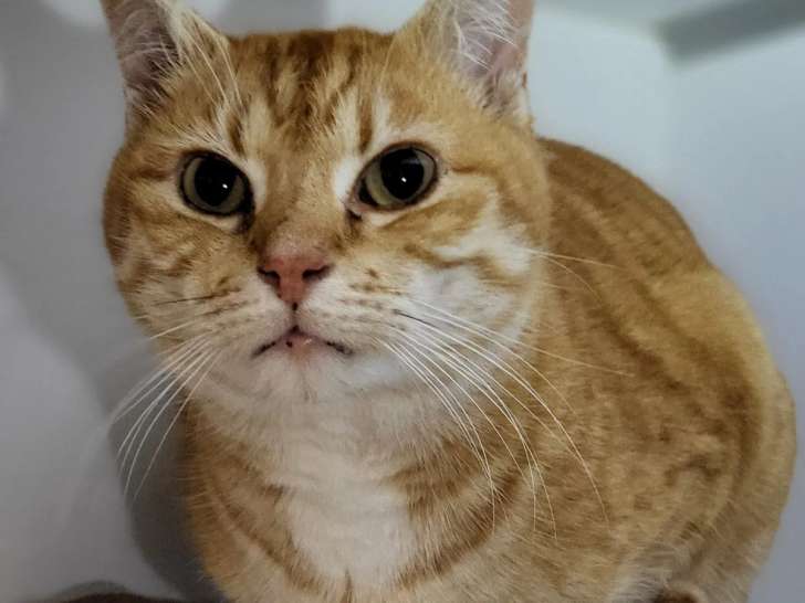 Chat tigré roux en attente d’une famille