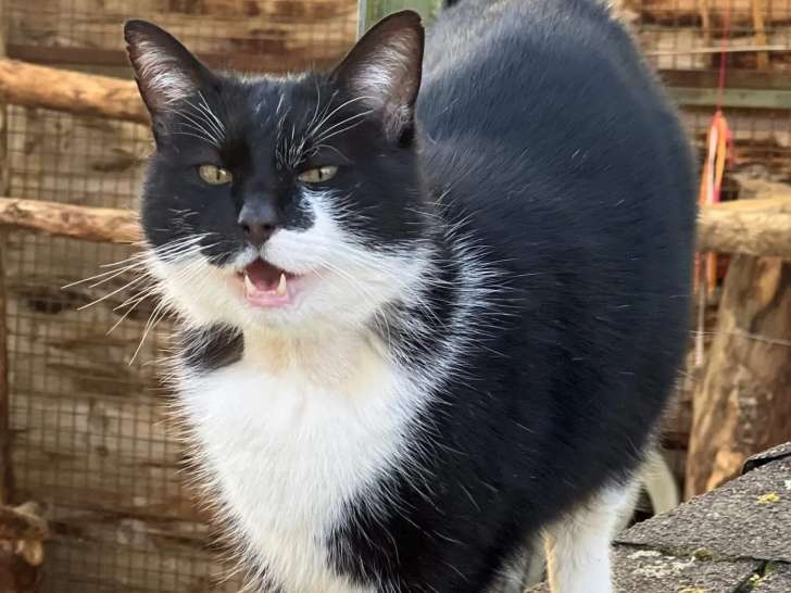 Chat adulte à accueillir