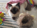 Femelle Ragdoll disponible pour saillie