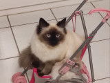 Femelle Ragdoll disponible pour saillie