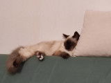 Femelle Ragdoll disponible pour saillie