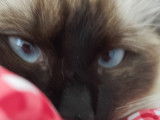 Femelle Ragdoll disponible pour saillie