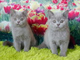 Magnifiques chatons British Shorthair à vendre