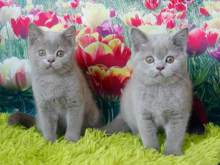 Magnifiques chatons British Shorthair à vendre