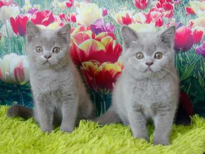Magnifiques chatons British Shorthair à vendre