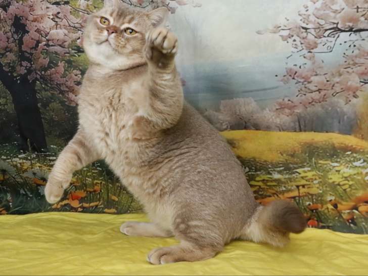 Magnifiques chatons British Shorthair à vendre