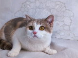 Magnifiques chatons British Shorthair à vendre