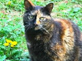 Chatte de 2 ans à la recherche d'un foyer