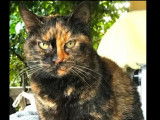 Chatte de 2 ans à la recherche d'un foyer
