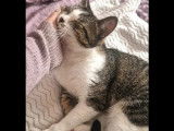 Adoption disponible : chatte tigrée blanche