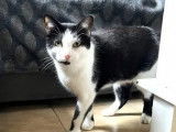 Disponible à l'adoption, chatte noire et blanche
