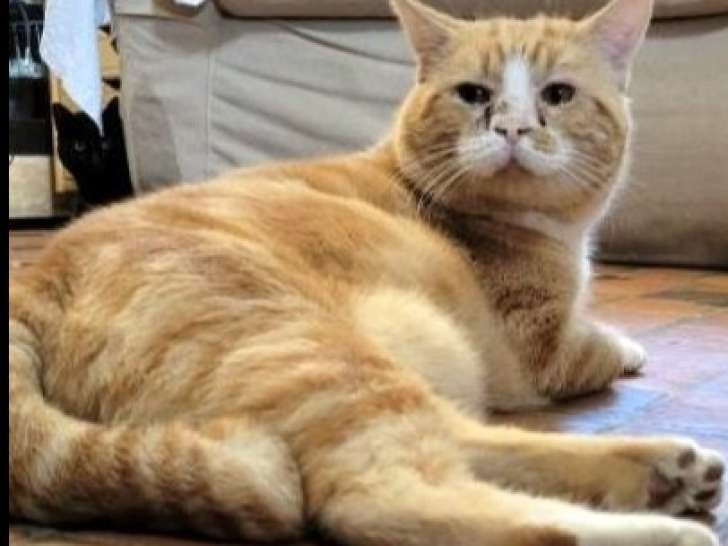 À accueillir, chat roux et blanc