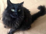 En quête d’un foyer, chat âgé de 5 ans