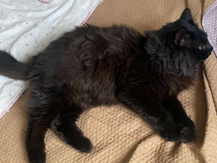 En quête d’un foyer, chat âgé de 5 ans