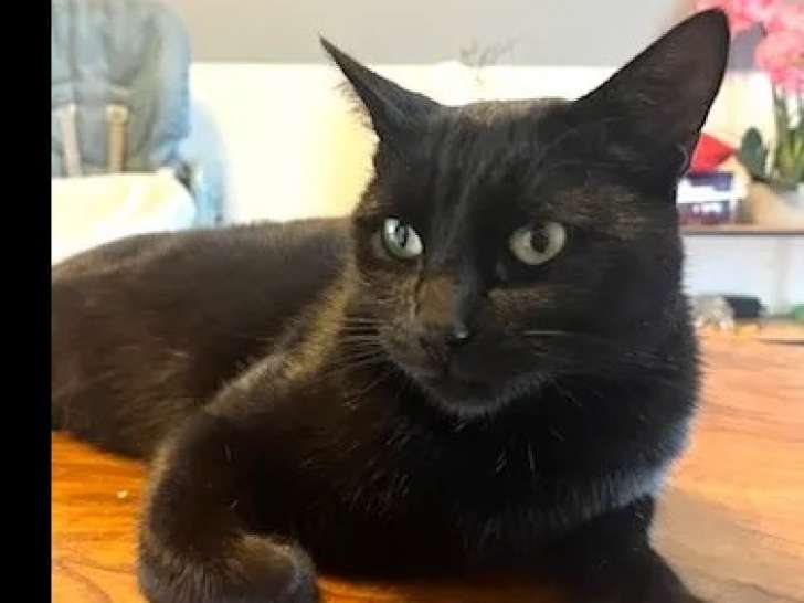 Adoption disponible : chatte de 3 ans
