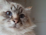 Pedro, mâle Sacré de Birmanie à vendre