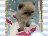 4 chatons mâles Exotic Shorthair LOOF à réserver