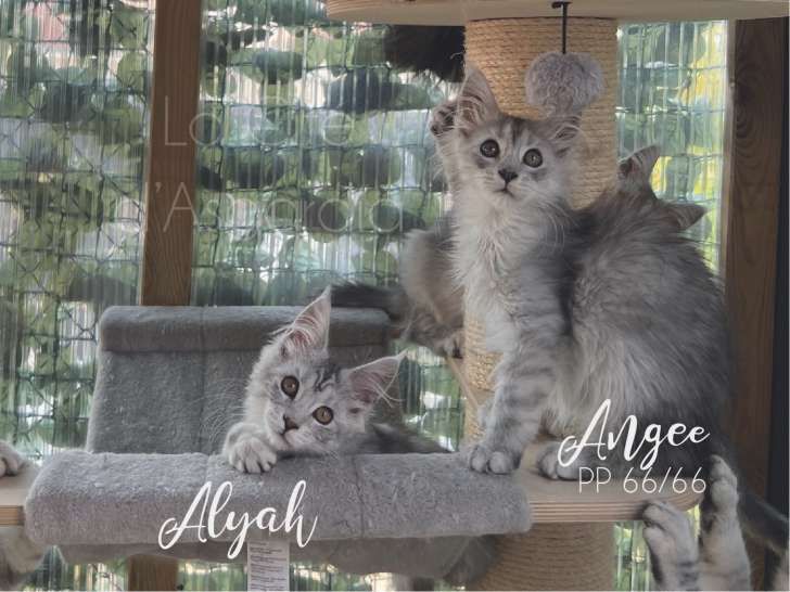 À réserver 2 chatons Maine Coons (LOOF)