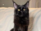 Un chaton mâle Maine Coon noir LOOF disponible à la vente