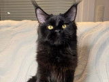 Un chaton mâle Maine Coon noir LOOF disponible à la vente