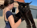 Un chaton mâle Maine Coon noir LOOF disponible à la vente