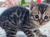 Des chatons Bengal LOOF à réserver
