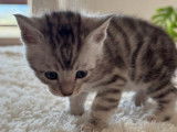 Des chatons Bengal LOOF à réserver