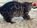 Des chatons Bengal LOOF à réserver