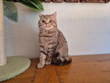 Une chatonne British Shorthair LOOF chocolat tabby à acheter
