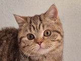 Une chatonne British Shorthair LOOF chocolat tabby à acheter