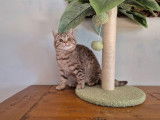 Une chatonne British Shorthair LOOF chocolat tabby à acheter
