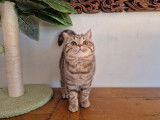 Une chatonne British Shorthair LOOF chocolat tabby à acheter