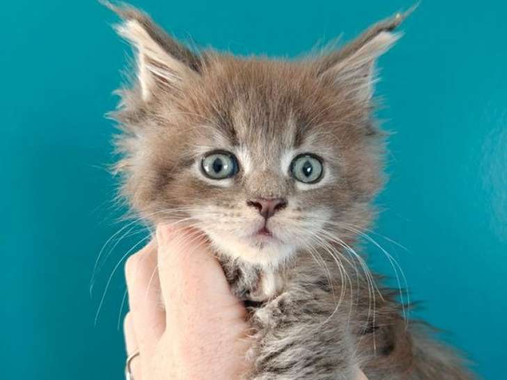 Une chatonne Maine Coon LOOF à réserver